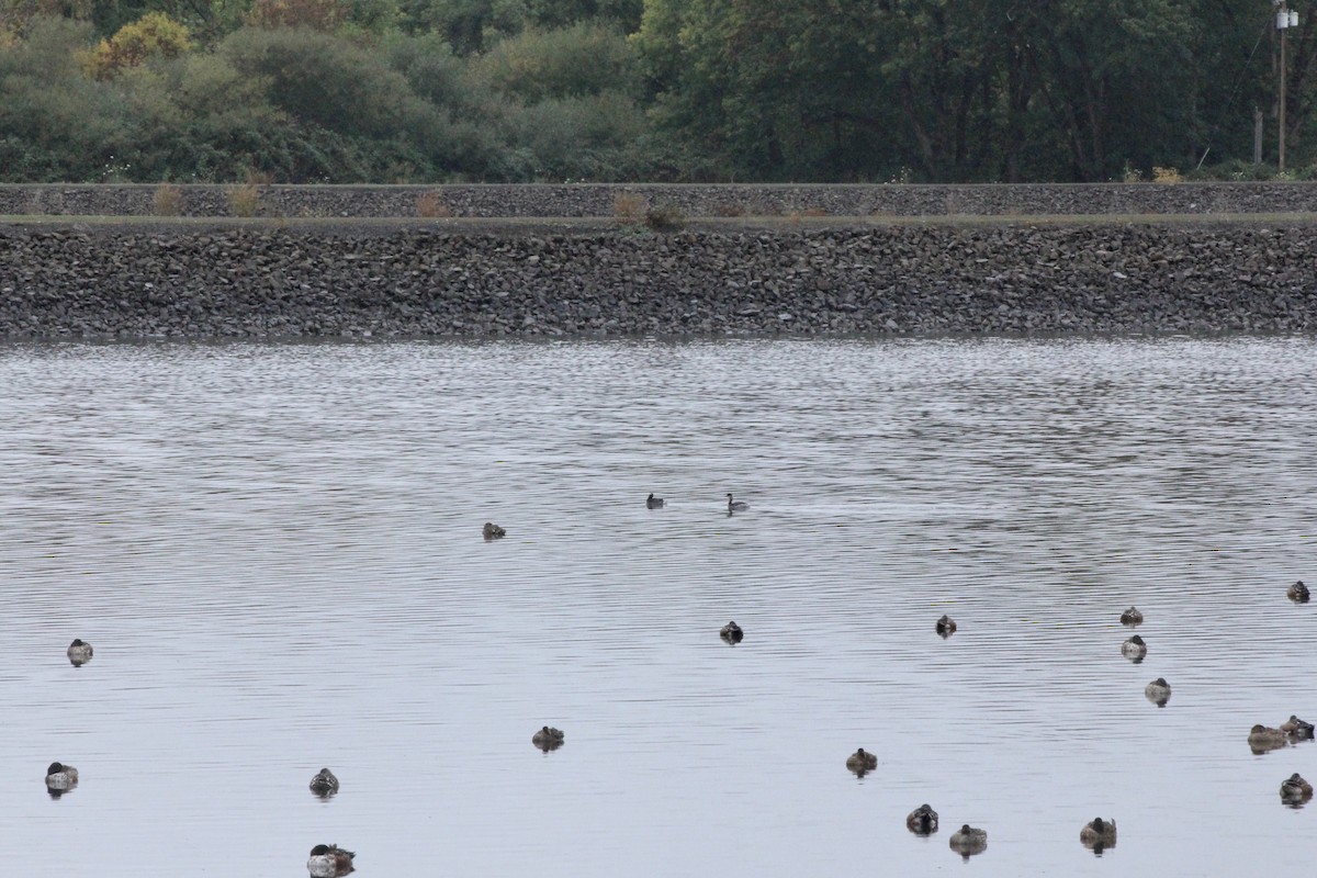 Northern Shoveler - ML643524758