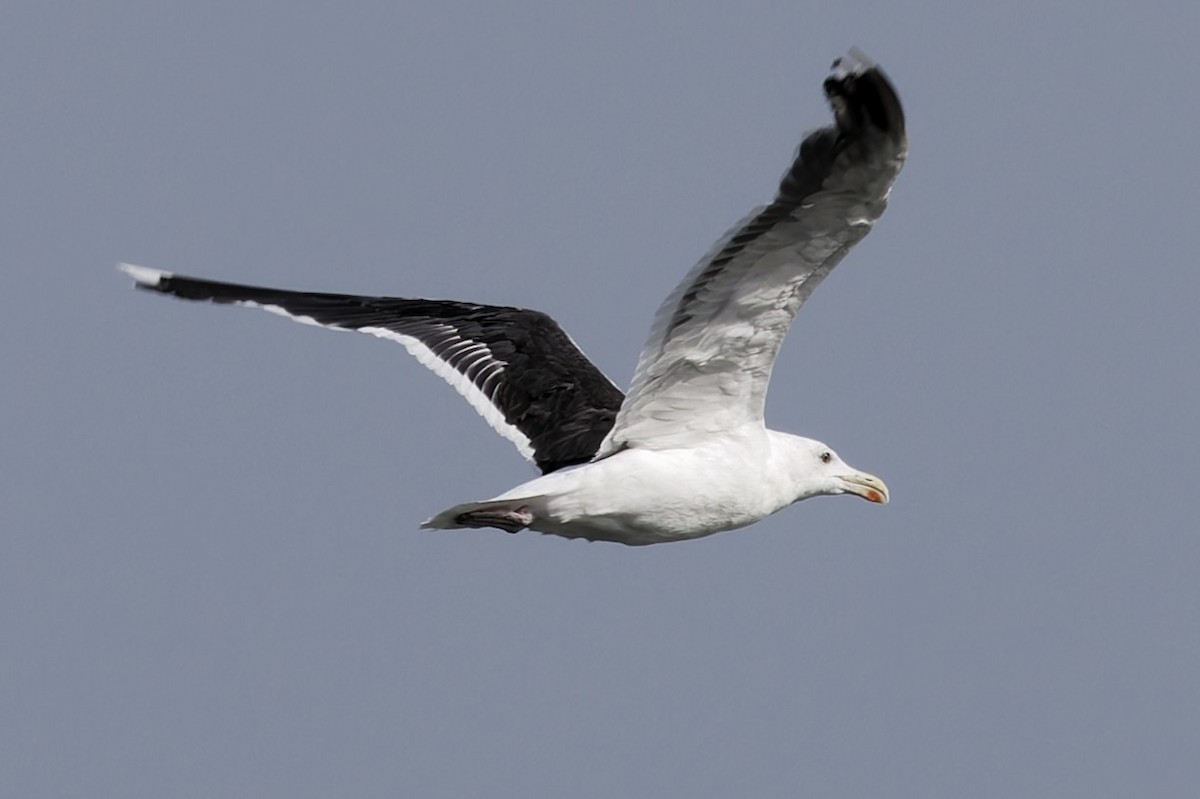 Great Black-backed Gull - ML643524765