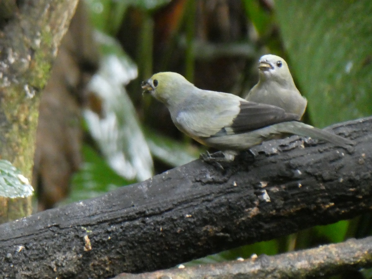 Palm Tanager - ML643524785