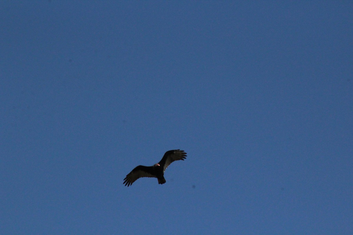 Turkey Vulture - ML643524787
