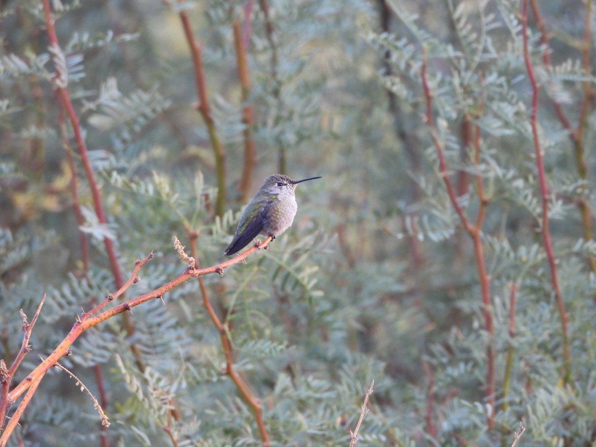 Anna's Hummingbird - ML643524802