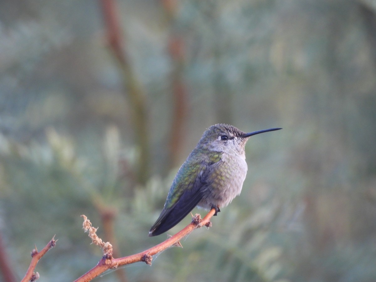 Anna's Hummingbird - ML643524803