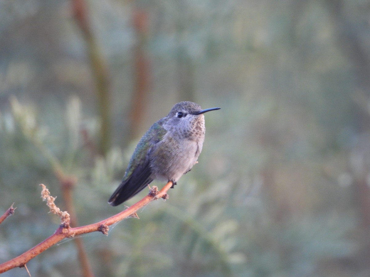 Anna's Hummingbird - ML643524804
