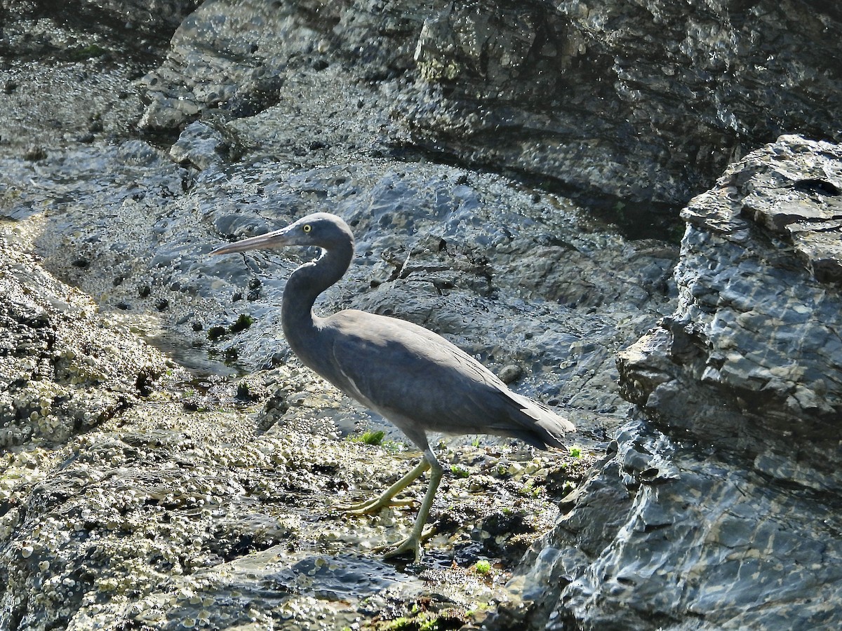 Pacific Reef-Heron - ML643524809