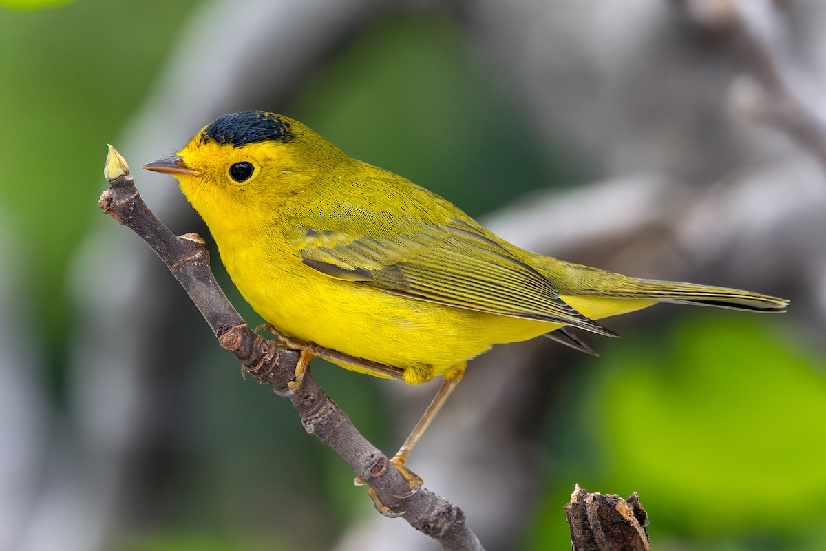 ウィルソンアメリカムシクイ（pileolata） - ML643524822