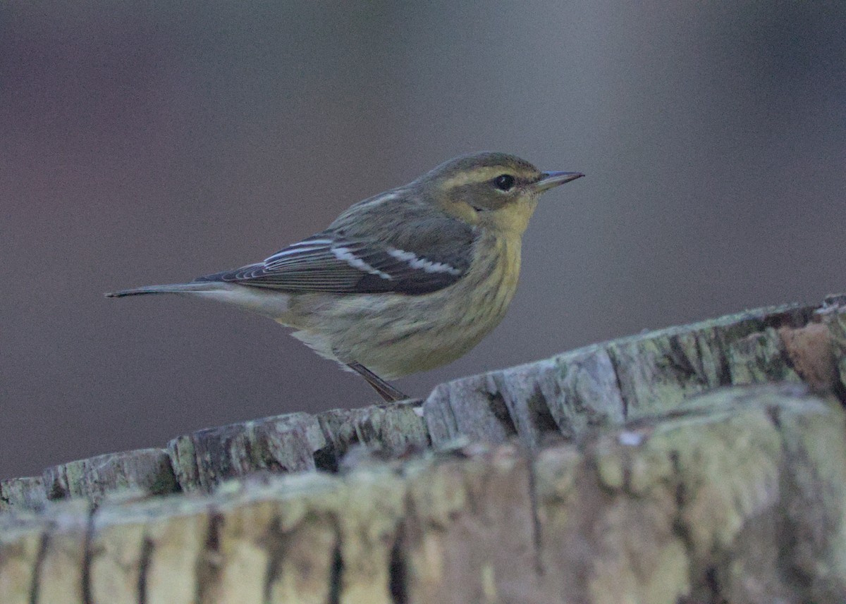Blackburnian Warbler - ML643524832