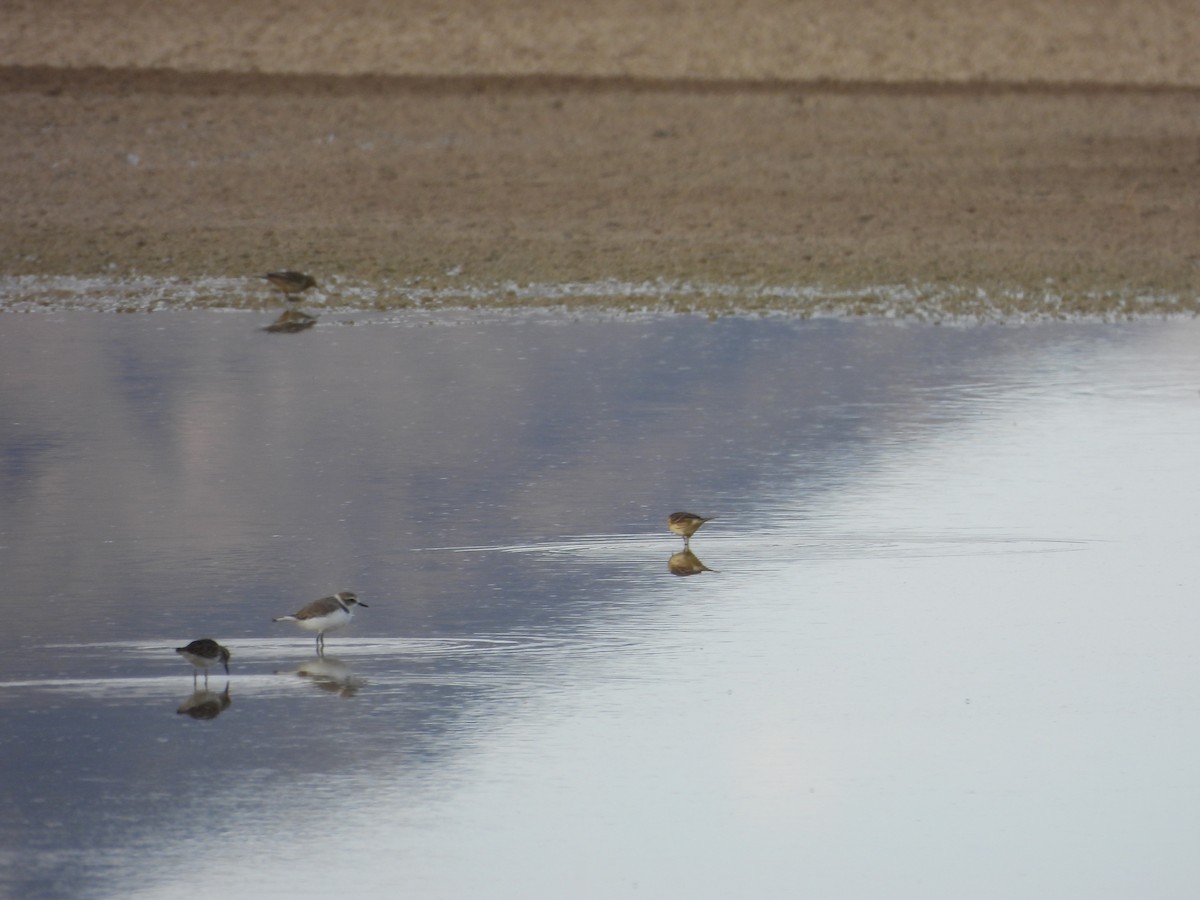 Snowy Plover - ML643524834