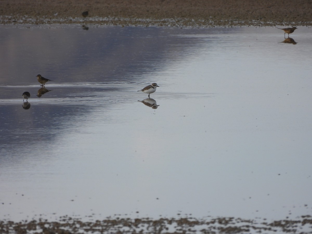 Snowy Plover - ML643524835