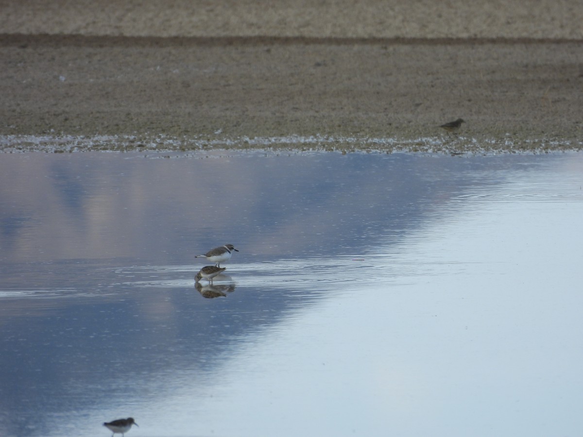 Snowy Plover - ML643524836