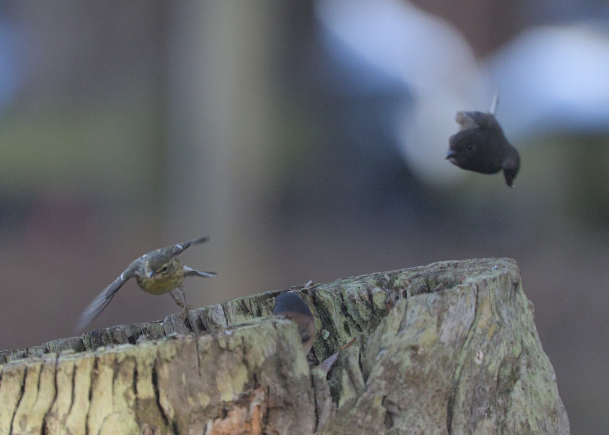 Blackburnian Warbler - ML643524838