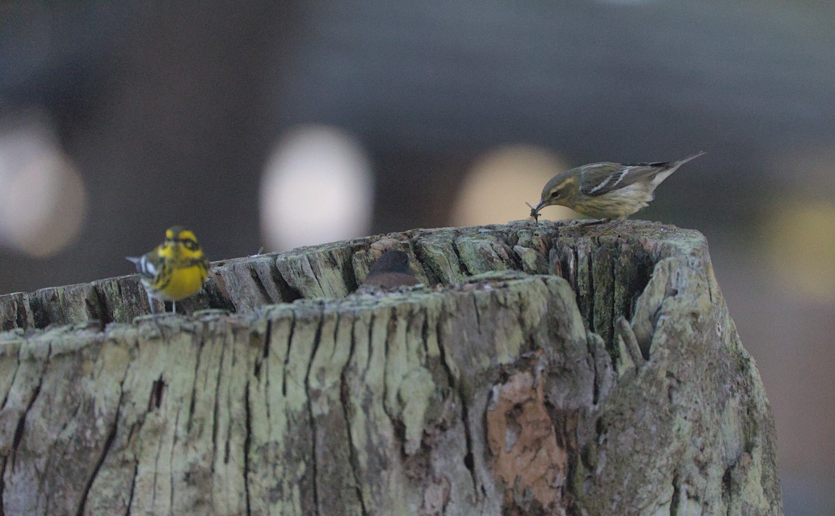 Blackburnian Warbler - ML643524840