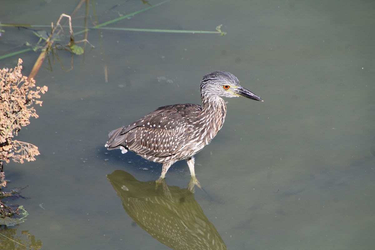 Yellow-crowned Night Heron - ML643524842