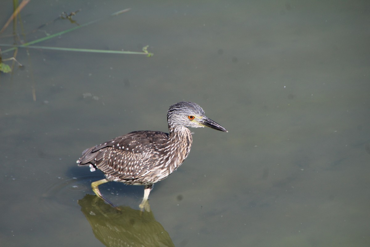 Yellow-crowned Night Heron - ML643524843