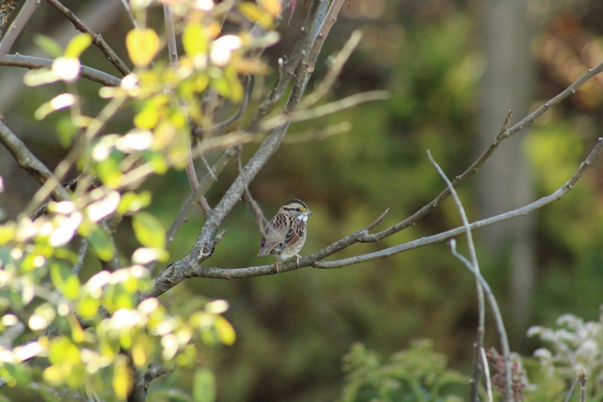 White-throated Sparrow - ML643524847