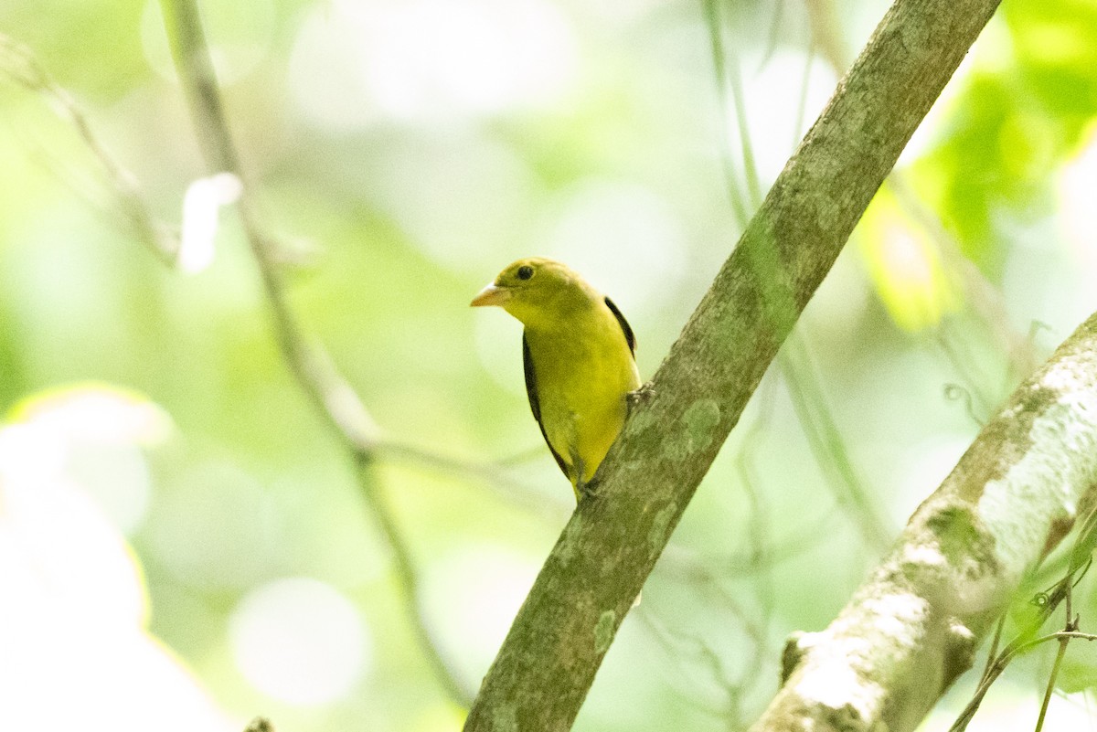 Scarlet Tanager - ML643524854