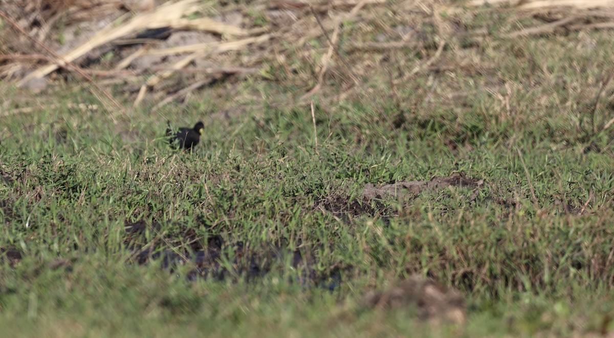 Black Crake - ML643524863