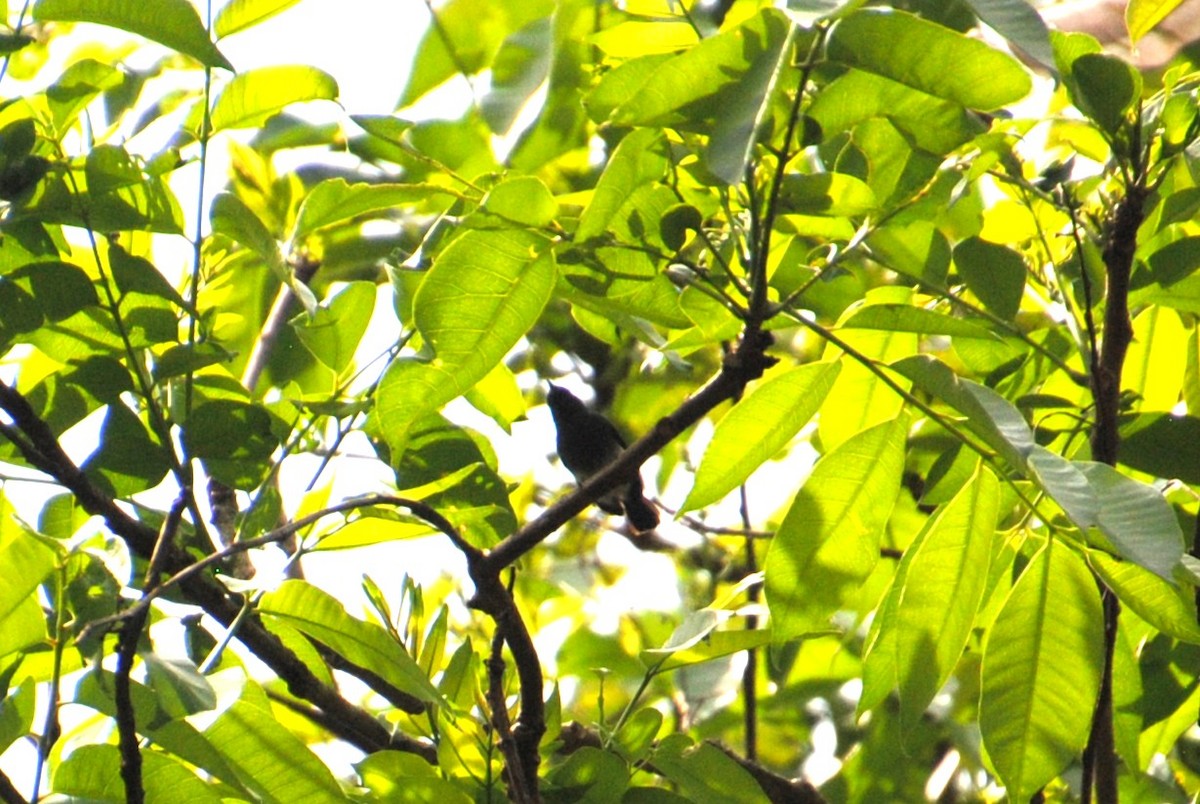 Slate-throated Gnatcatcher - ML643524865