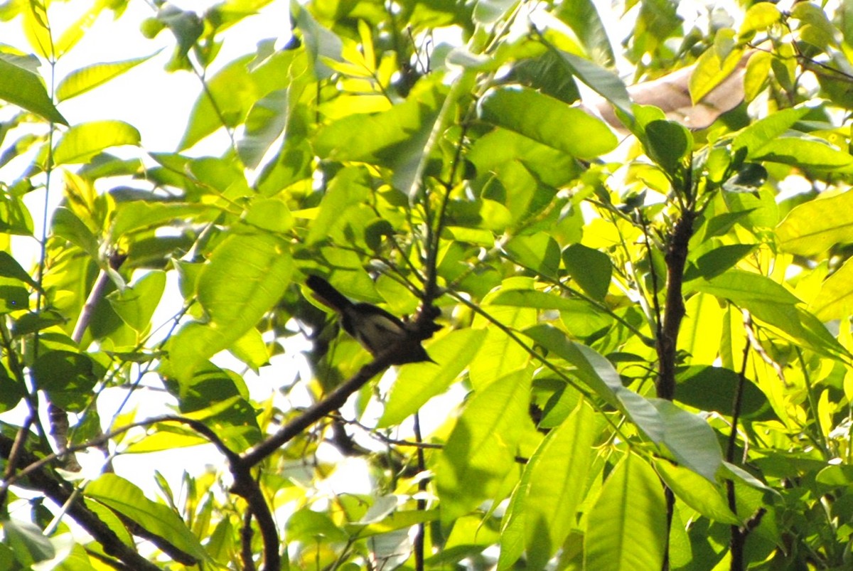 Slate-throated Gnatcatcher - ML643524866