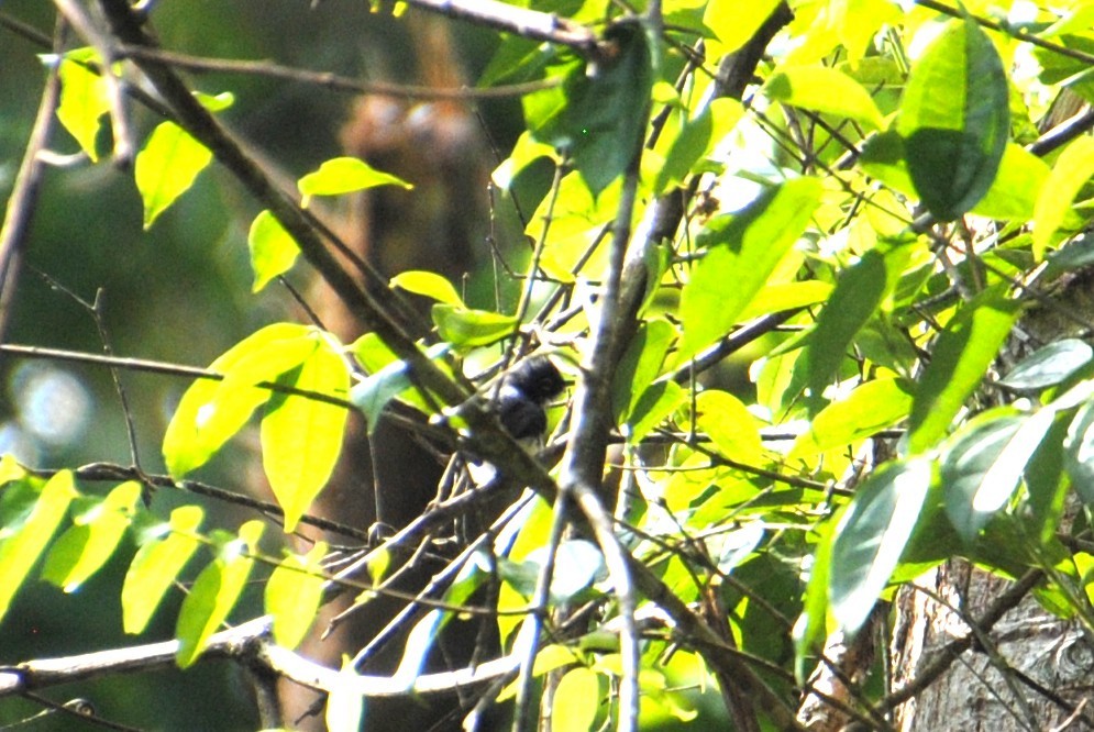Slate-throated Gnatcatcher - ML643524867