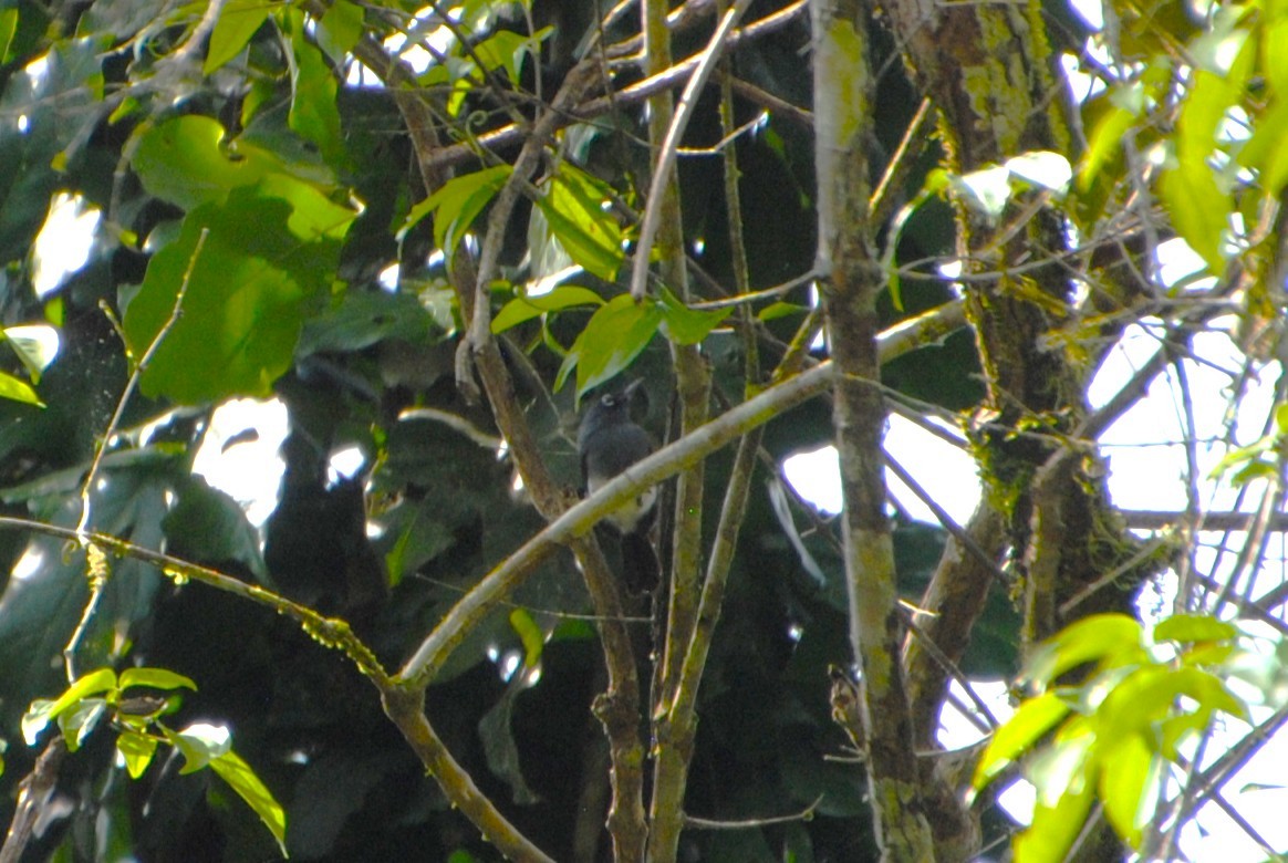 Slate-throated Gnatcatcher - ML643524868