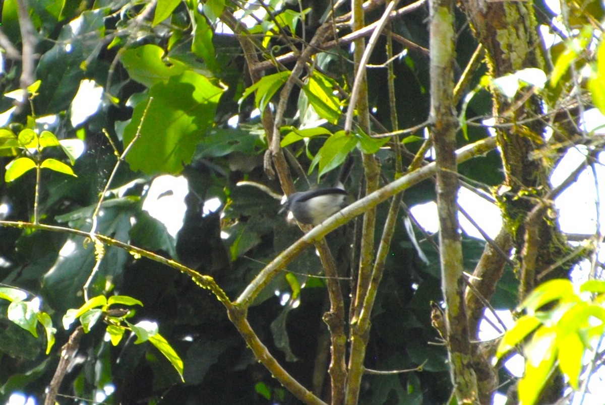 Slate-throated Gnatcatcher - ML643524869