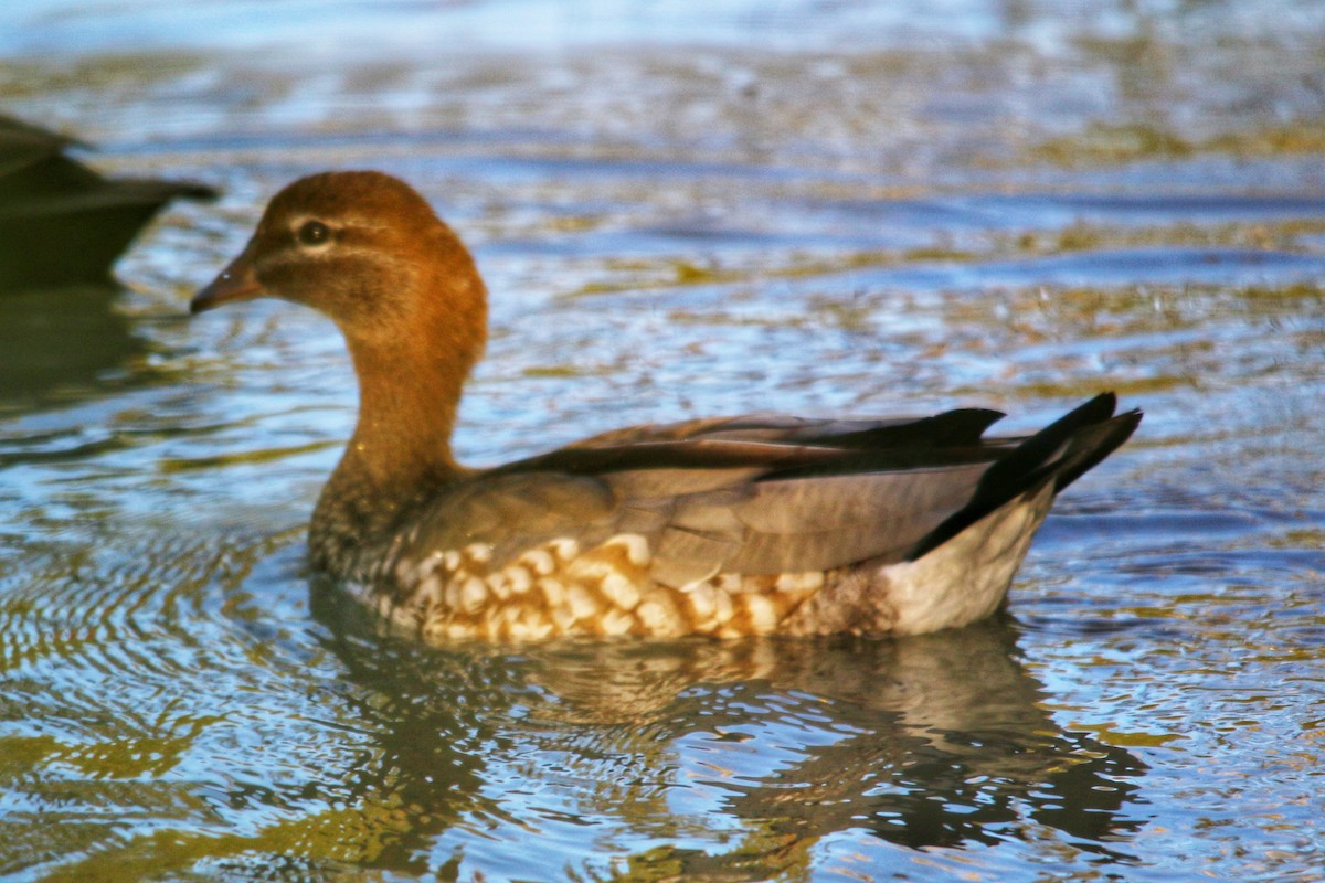 Maned Duck - ML643524872