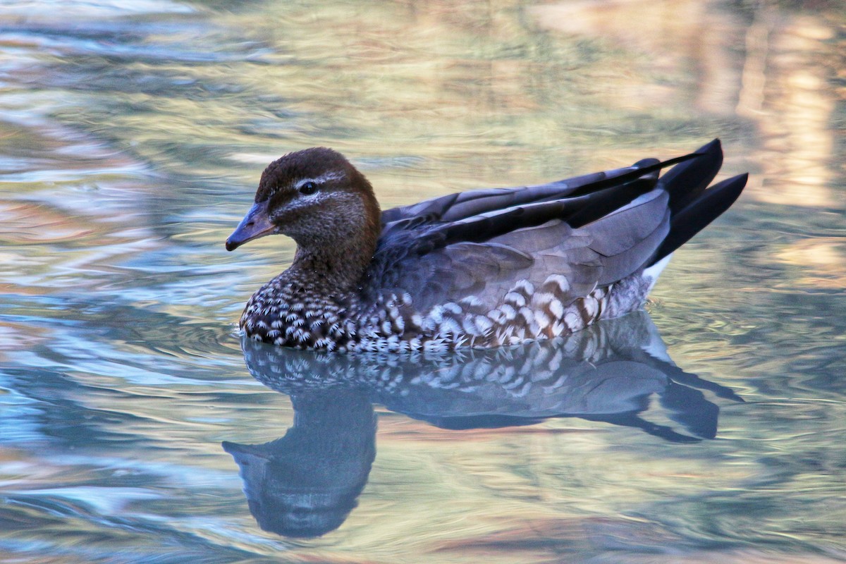 Maned Duck - ML643524873