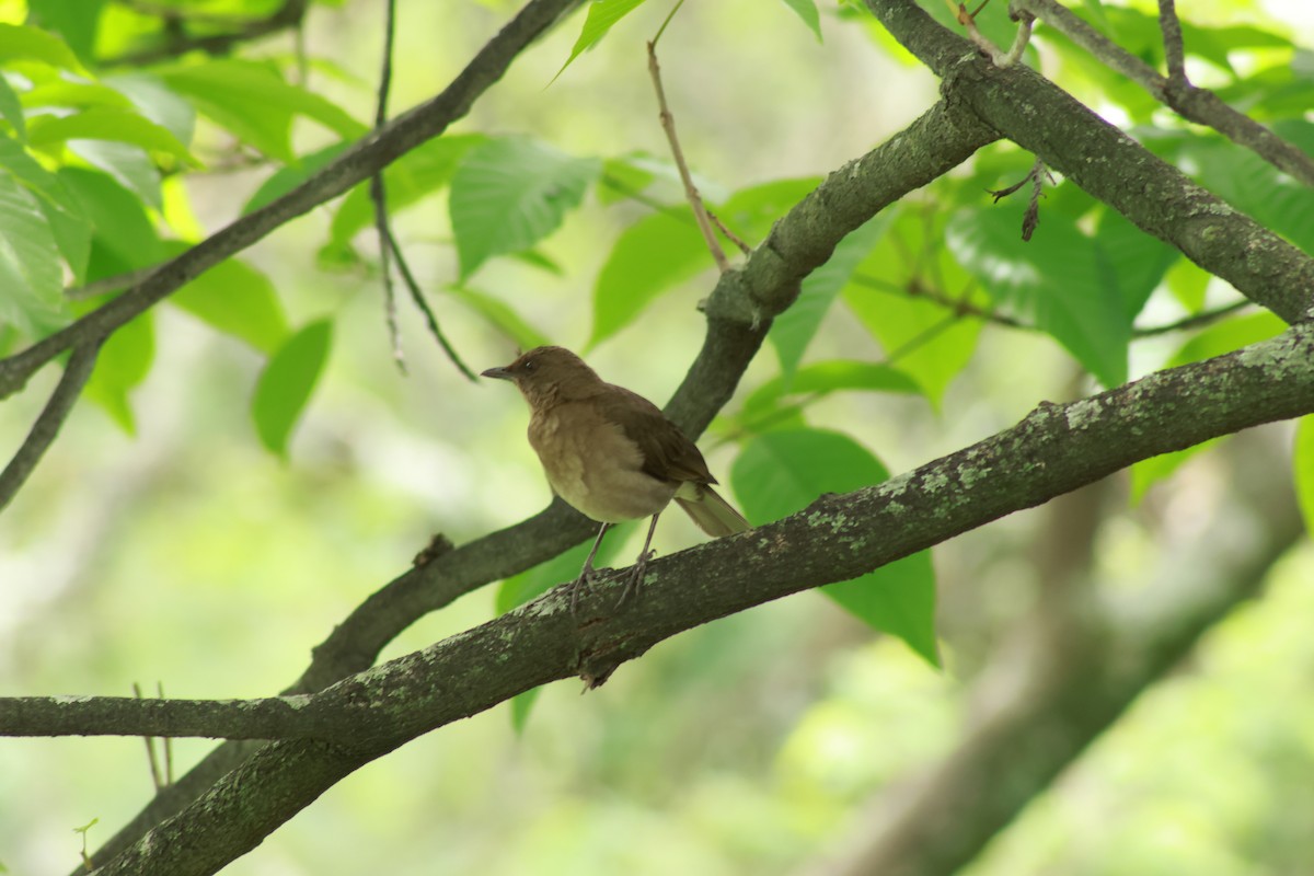 Black-billed Thrush - ML643524879