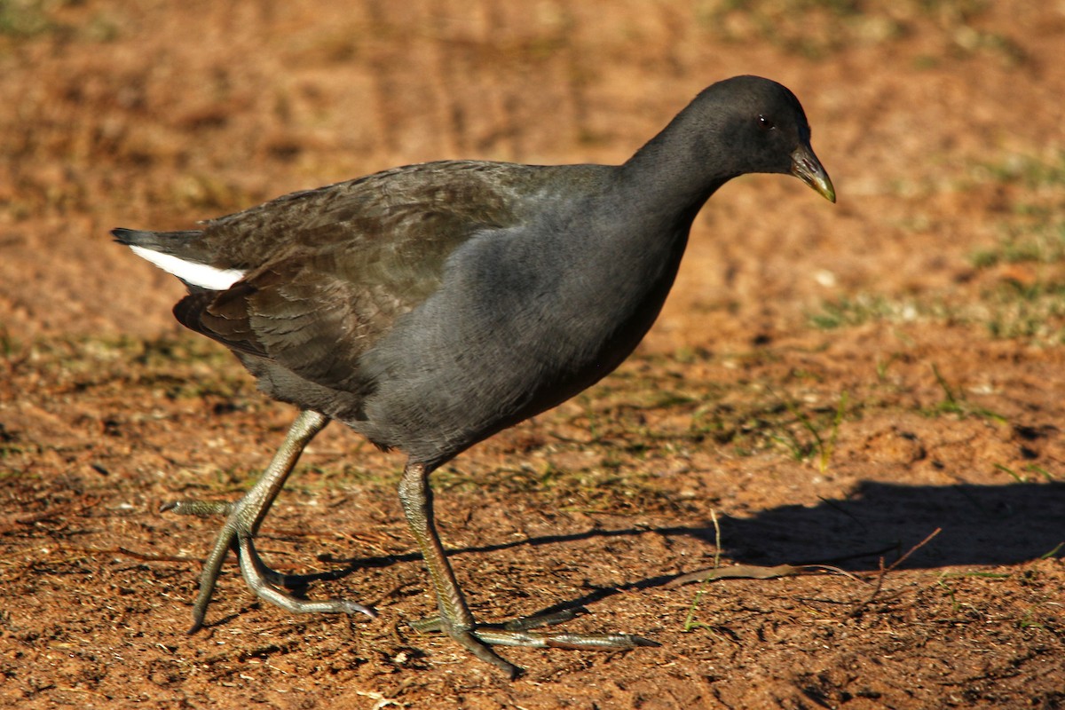 Dusky Moorhen - ML643524880