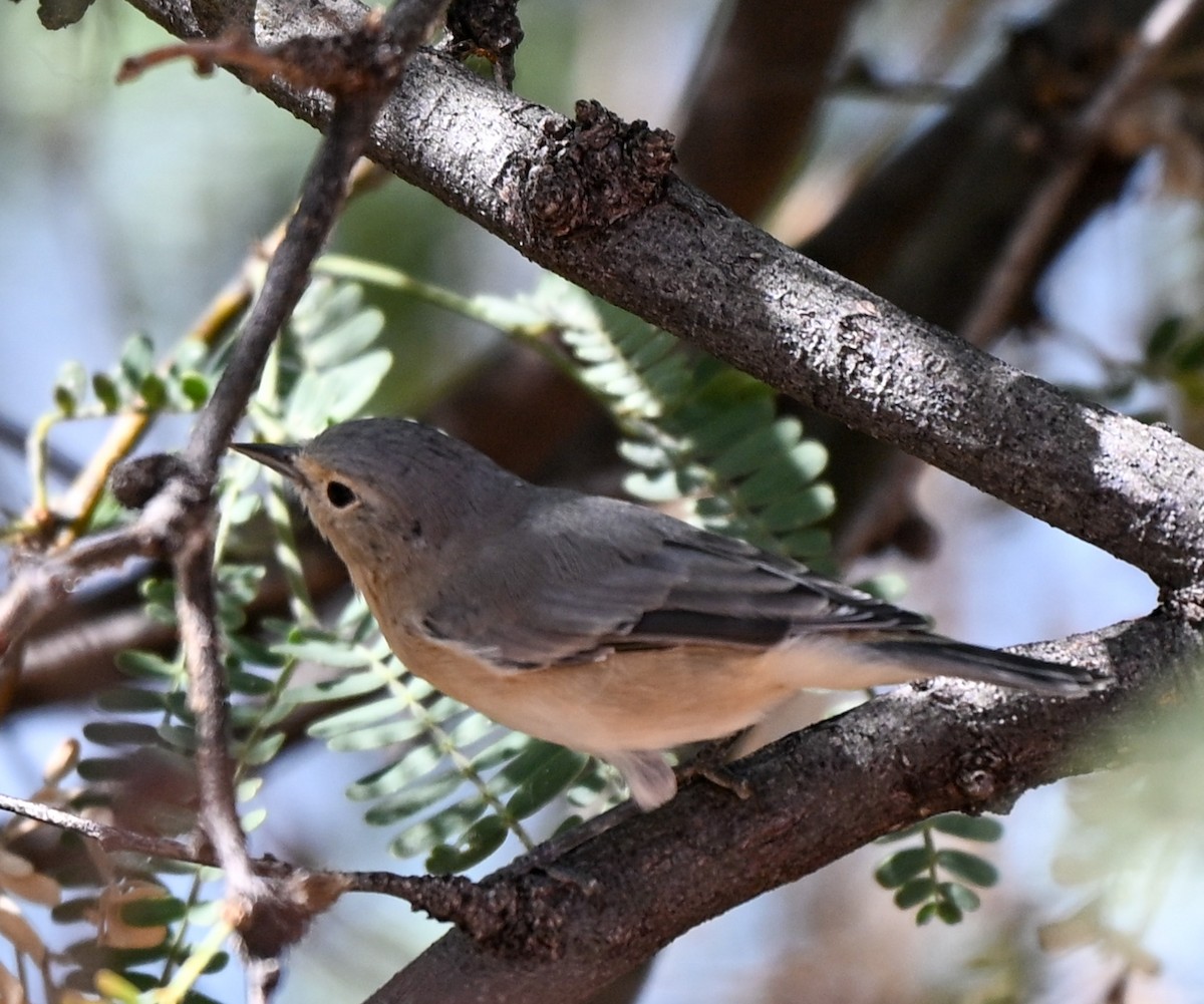 ルシーアメリカムシクイ - ML643524885