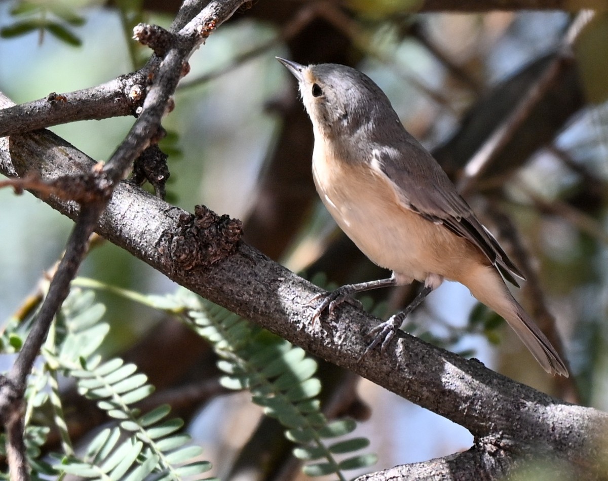 ルシーアメリカムシクイ - ML643524886