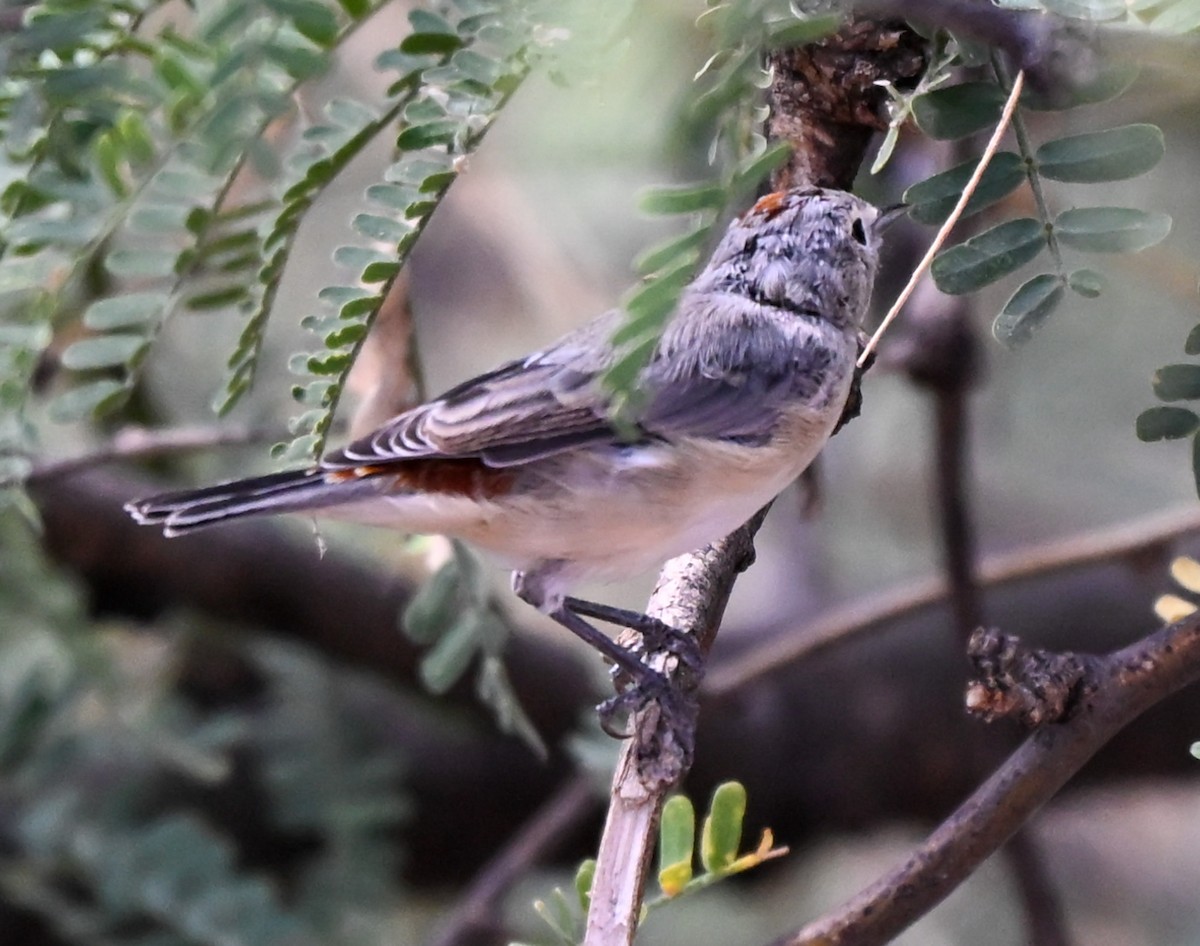 ルシーアメリカムシクイ - ML643524887