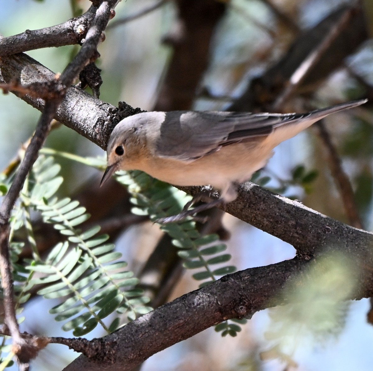 ルシーアメリカムシクイ - ML643524888