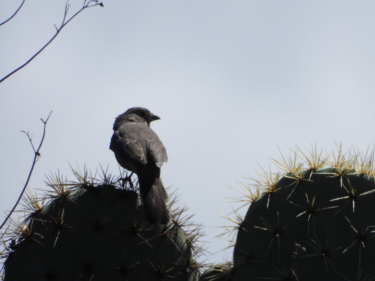 Canyon Towhee - ML643524896
