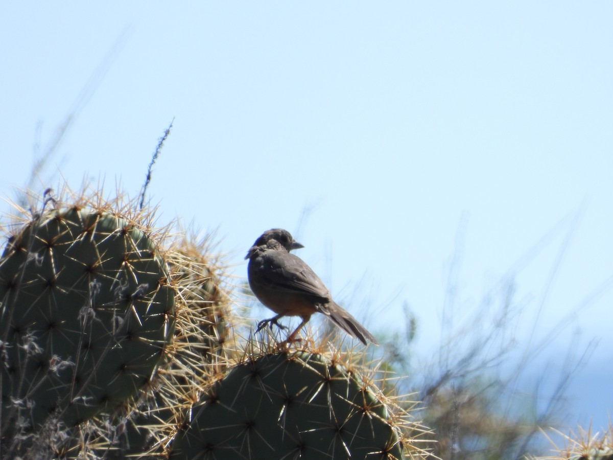Canyon Towhee - ML643524897