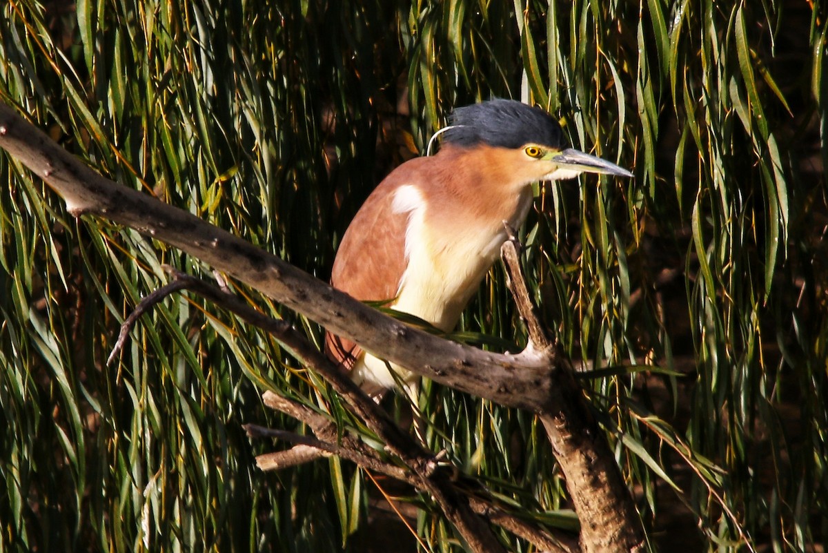 Nankeen Night Heron - ML643524898