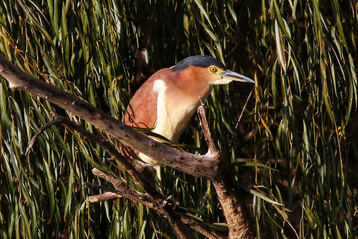 Nankeen Night Heron - ML643524899