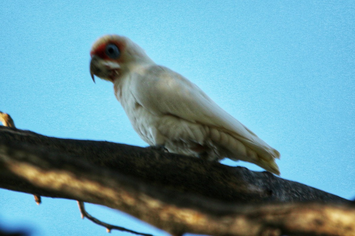 Long-billed Corella - ML643524911