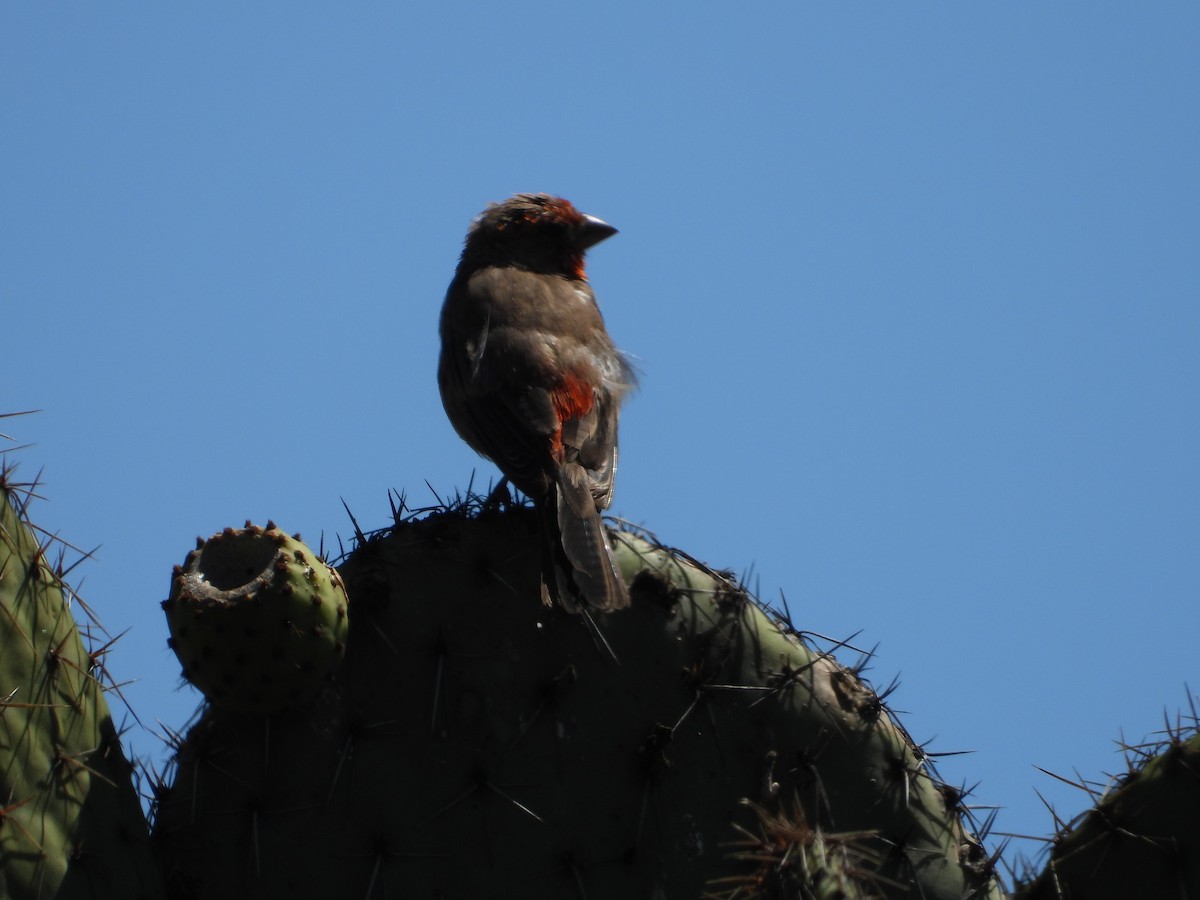 House Finch - ML643524912