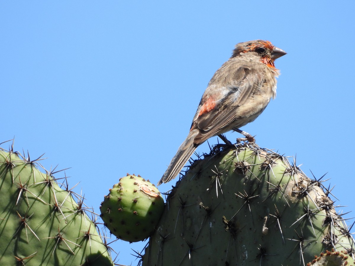 House Finch - ML643524913
