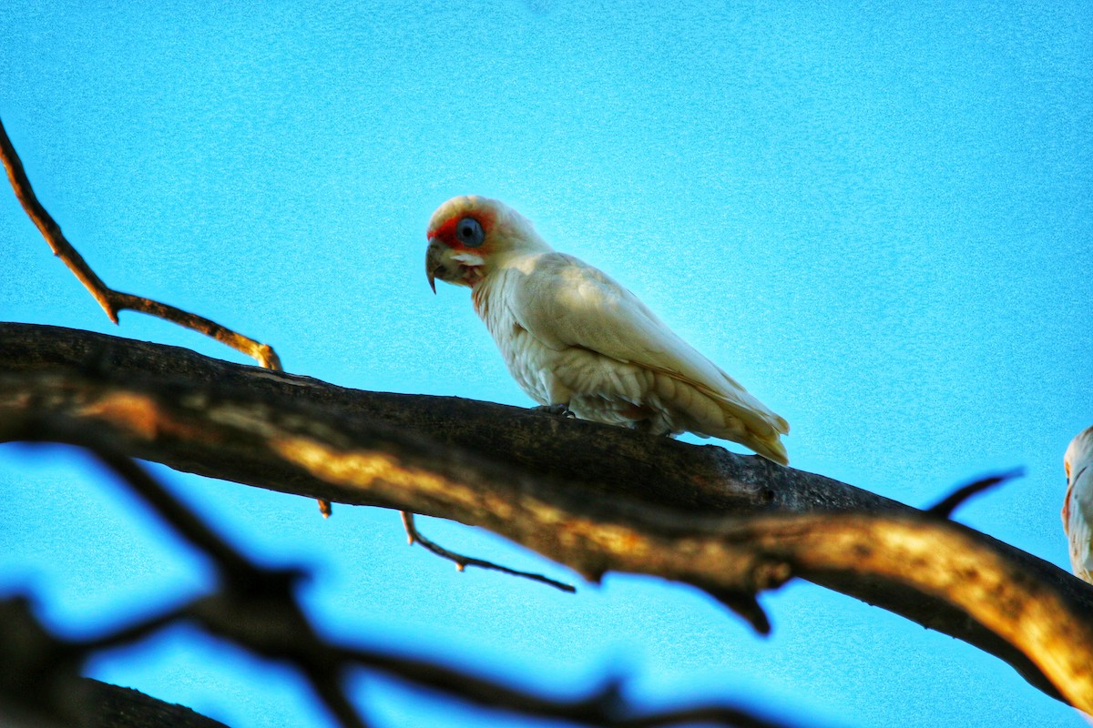 Long-billed Corella - ML643524914