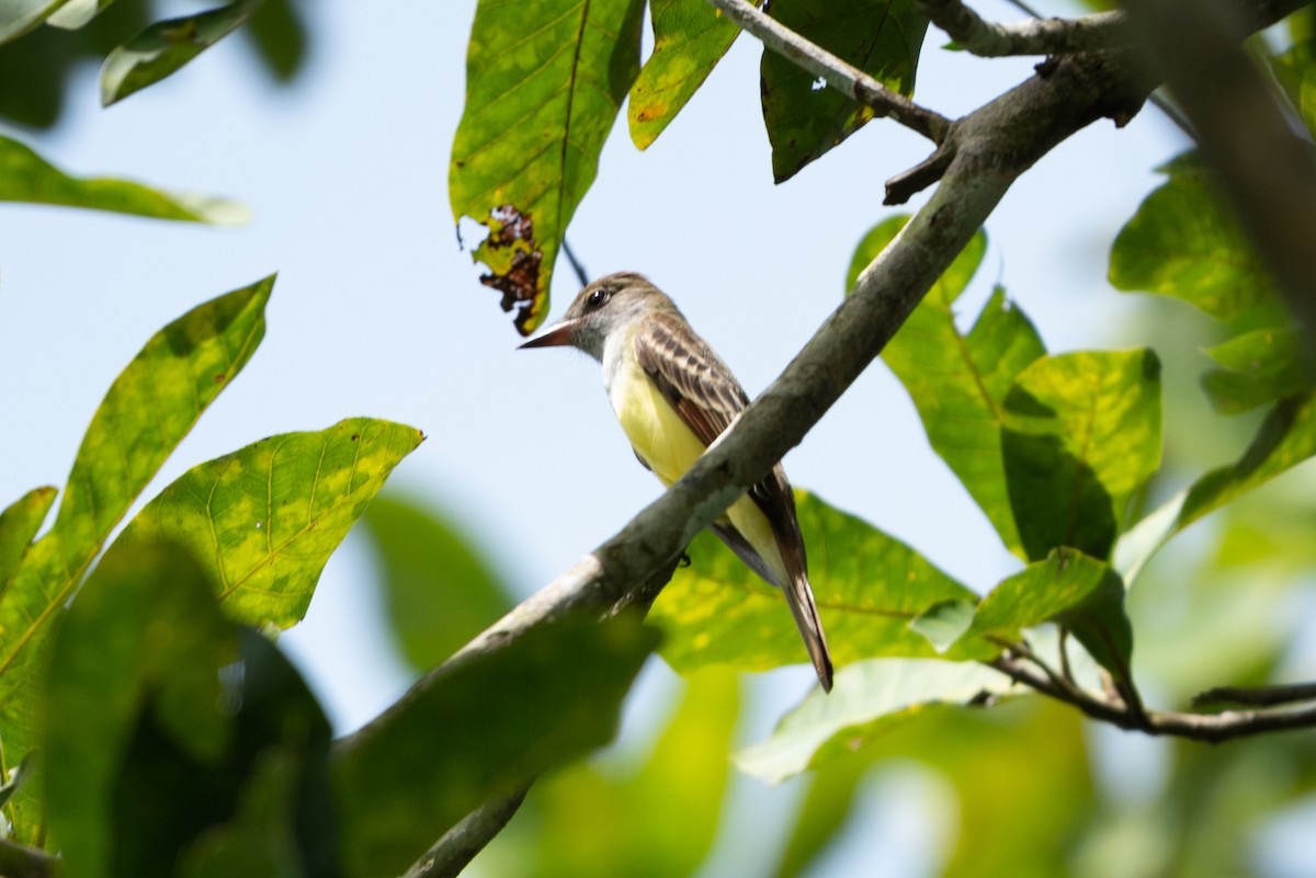 Great Crested Flycatcher - ML643524915