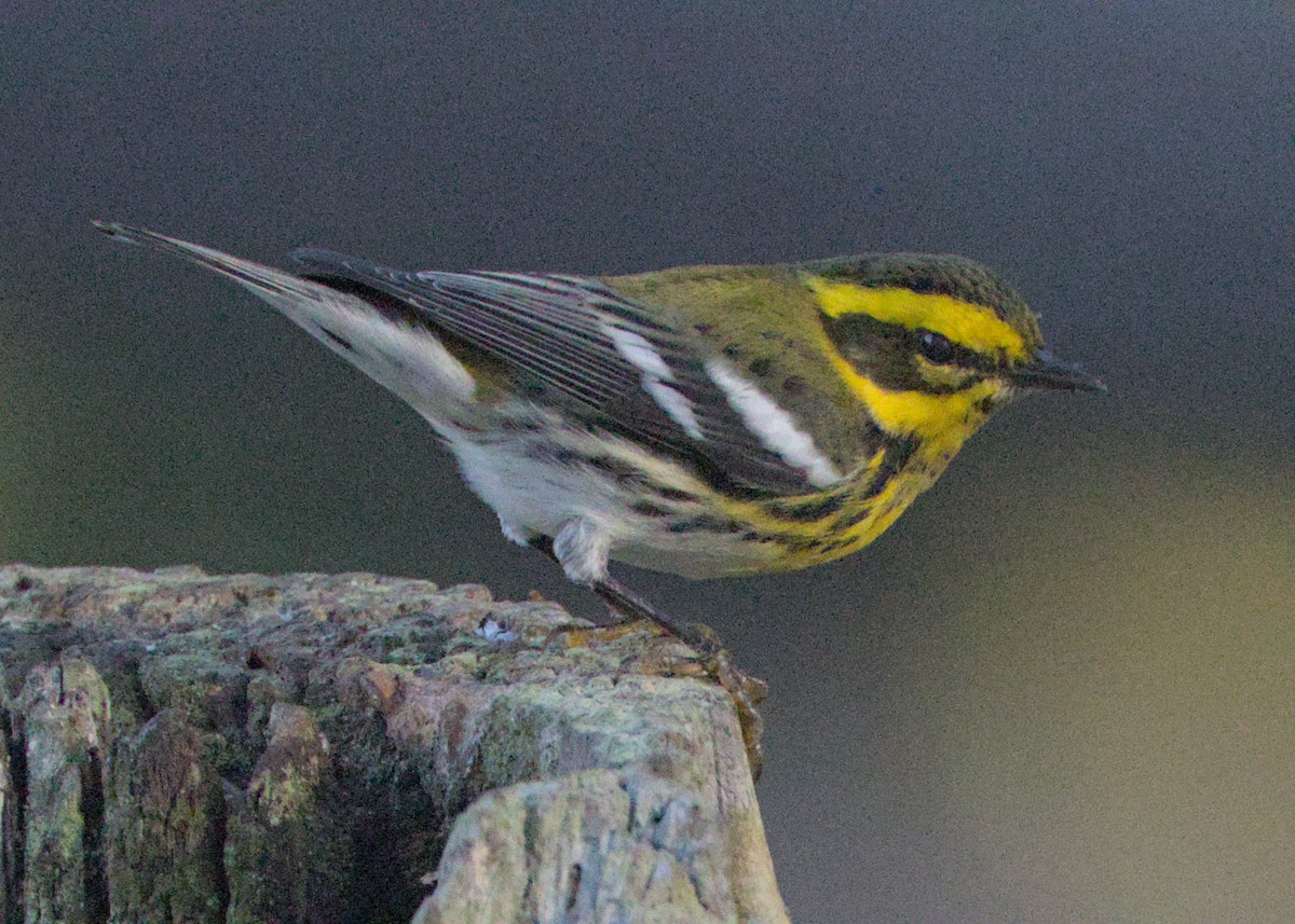 Townsend's Warbler - ML643524916