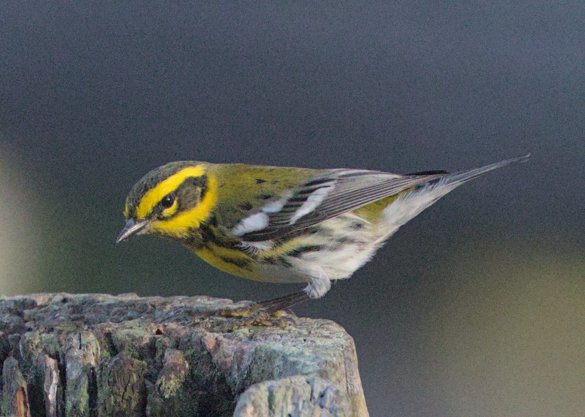 Townsend's Warbler - ML643524917