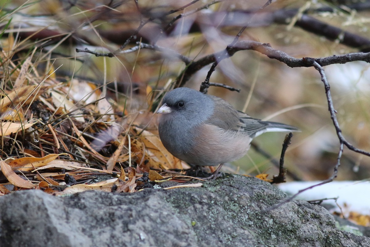 strnadec zimní (ssp. mearnsi) - ML643524924