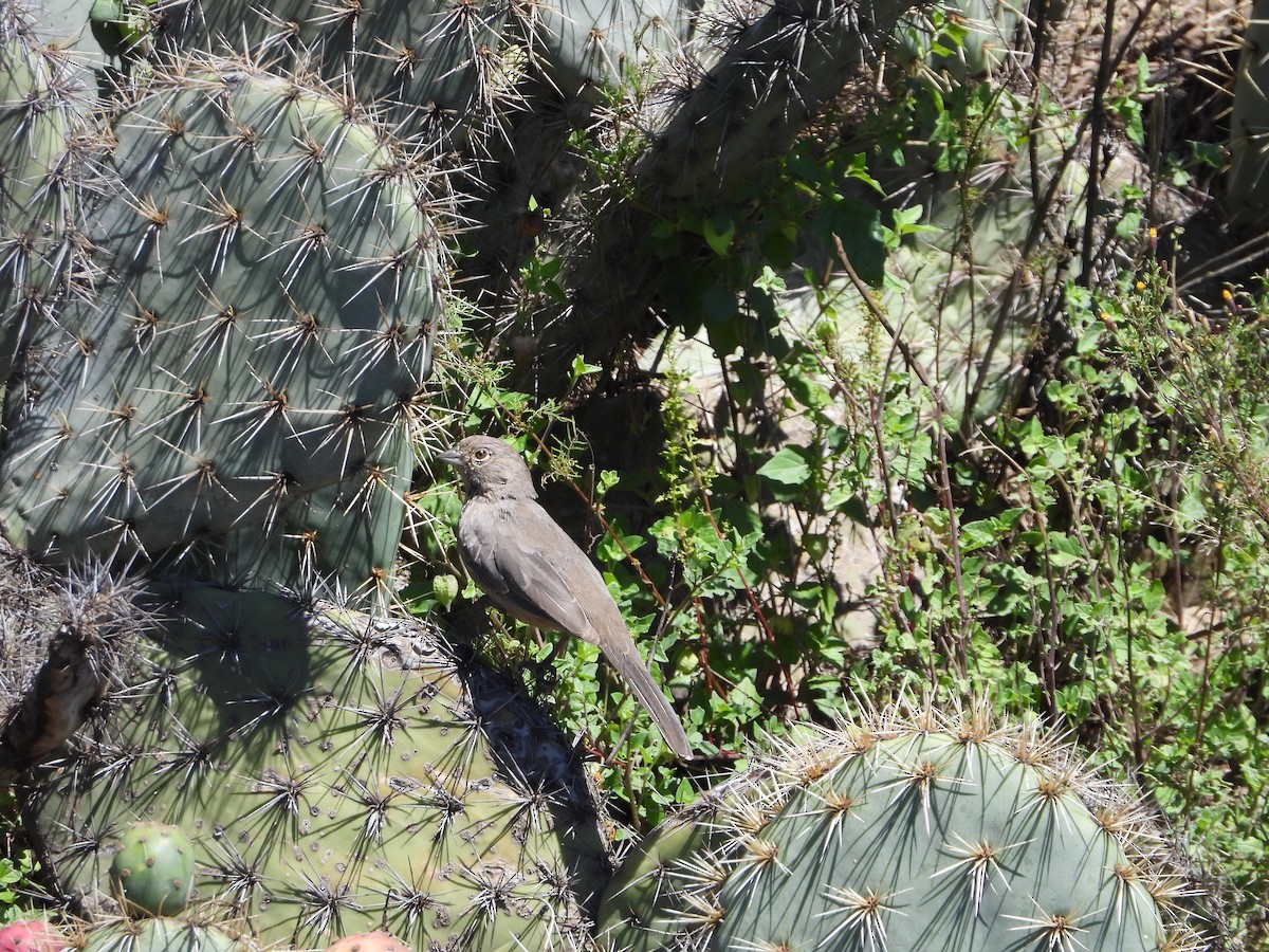 House Finch - ML643524925
