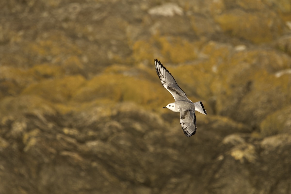 Mouette de Bonaparte - ML643524955