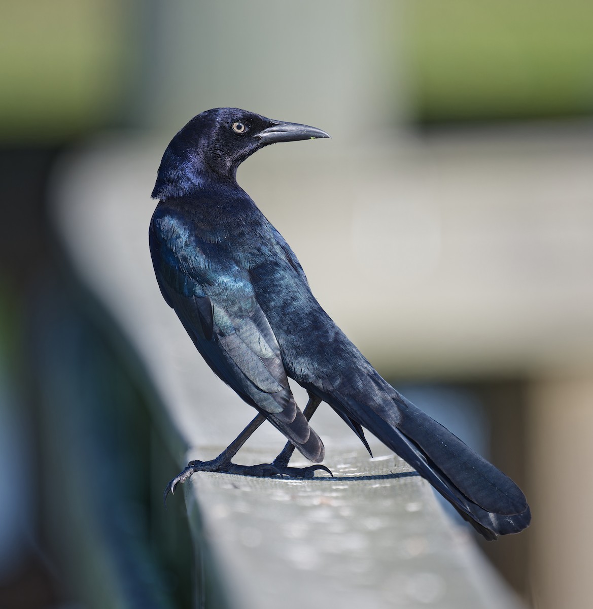 Boat-tailed Grackle - ML643524961