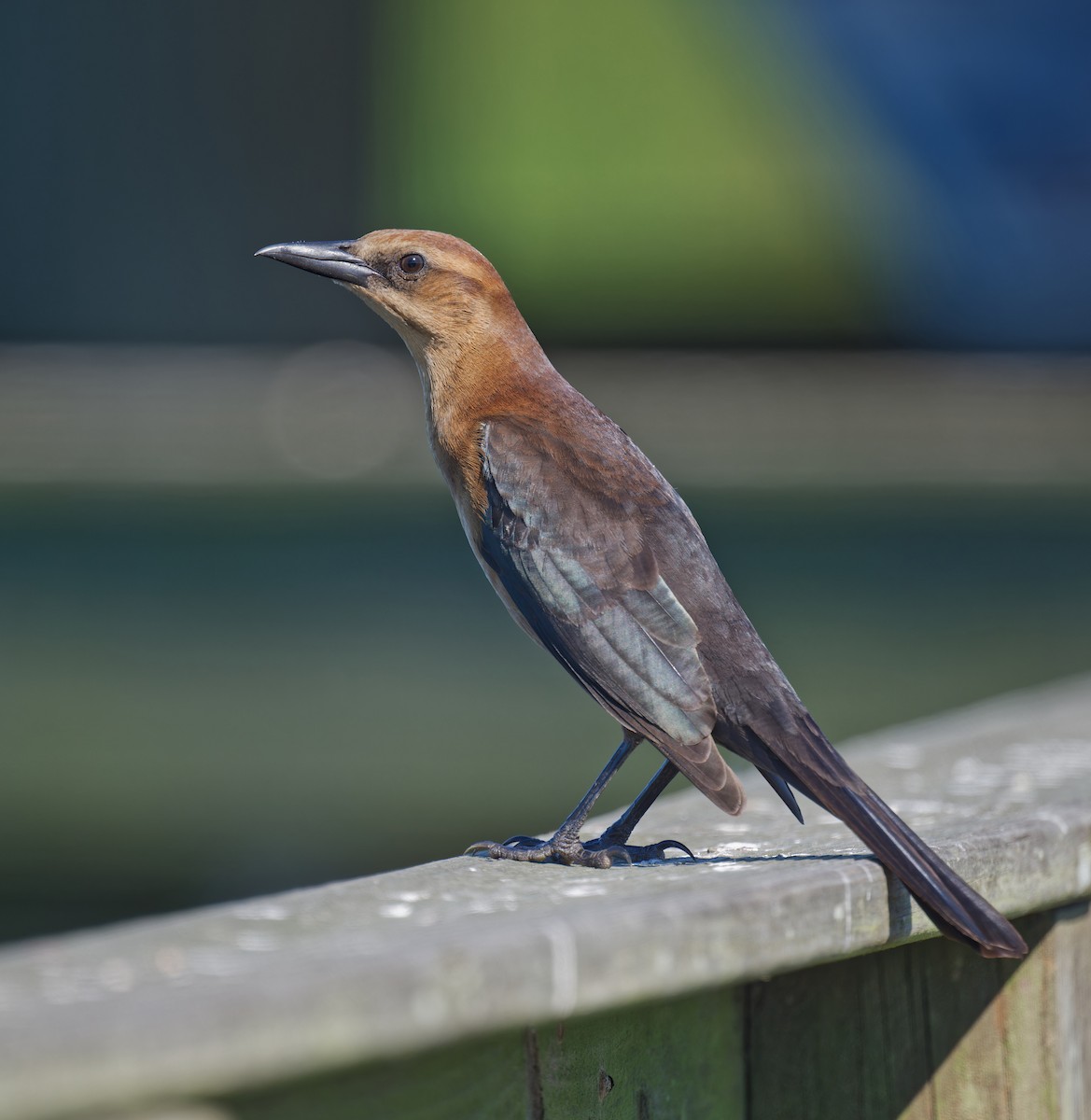 Boat-tailed Grackle - ML643524962