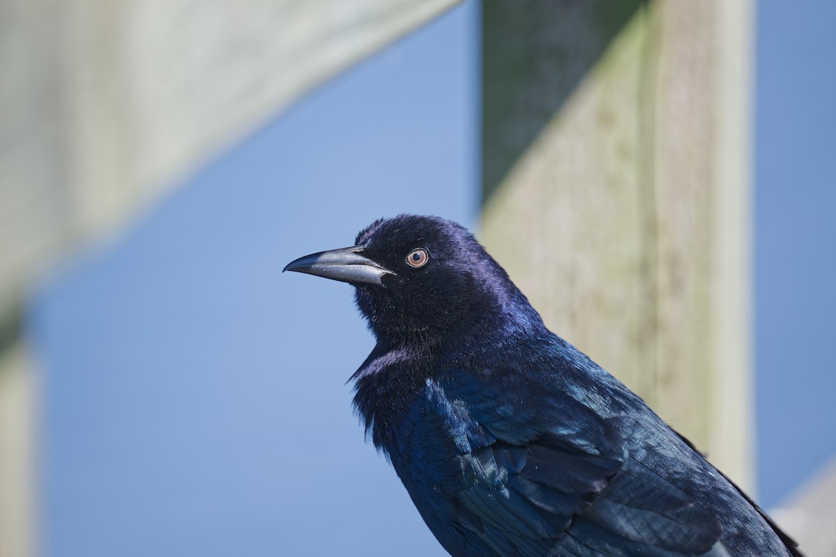 Boat-tailed Grackle - ML643524963